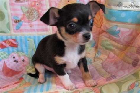 chihuahuas for sale in missouri|More.